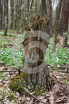 Old rotten tree stump in the forest