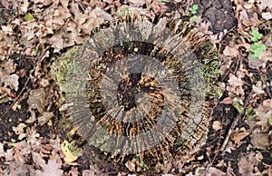 Old rotten tree stump in the forest