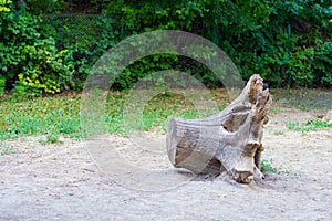 Old rotten tree stump