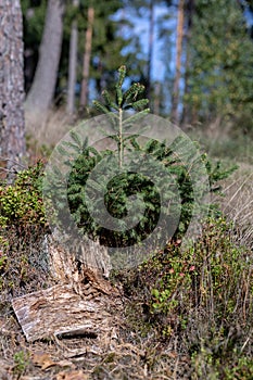 An old rotten tree trunk stuck in the woods. New small trees nex