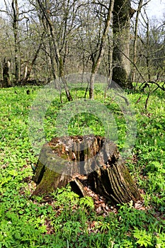 Old rotten wooden stump in forest