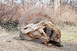 Old rotten wooden stump with hole from aging in the forest nature concept