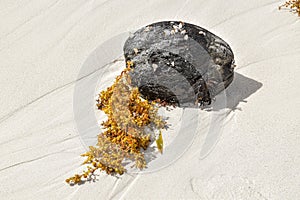 Old rotting coconut on the beach