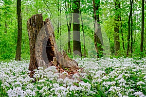 Old rotting tree stump in the middle of a field of wild garlic