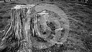 Old rotting tree stump on New Zealand farm photo