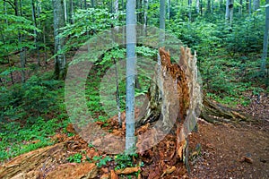 Old rotting tree trunk inside a primeval beech forest in Stuzica, Slovakia.