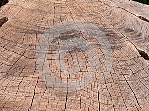 Old rough brown timber surface of a cut tree with darker scorch marks and cracks following the growth rings