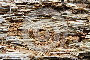 Rough texture background of an axed tree