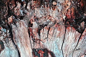 Old rough tree trunk cracked texture close up, natural organic background