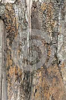 Old rough wood background