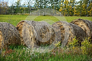 Old Round Hay Bales in a Field