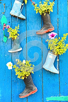 Old rubber boots with blooming flowers