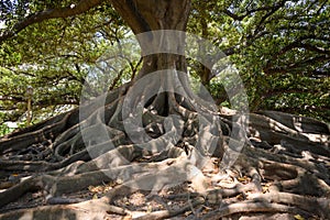 Un gran goma un árbol, muchos raíces sobre el superficie de en,. centenario un árbol 