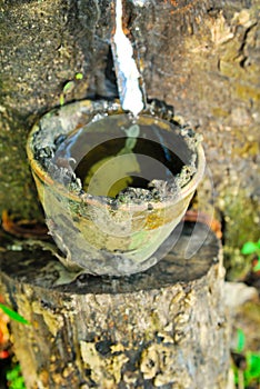 Old rubber tree , rubber and caoutchouc , rubber tapping