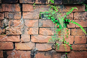 Old ruin brick wall covered with green moss and small grass. Old khmer sanctuary brick wall overgrown with green moss.