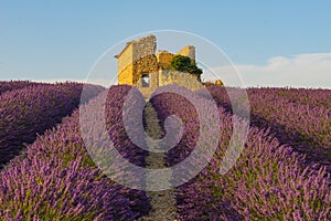 An old ruin at sunset surrounded by lavender fields