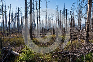 Old ruined forest on mountain top, Czech and slovakia border Velky Polom