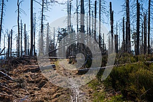 Old ruined forest on mountain top, Czech and slovakia border Velky Polom