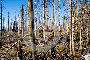 Old ruined forest on mountain top, Czech and slovakia border Velky Polom