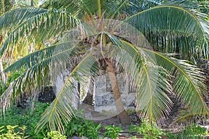 Old ruined house under palm tree in the village at tropical island