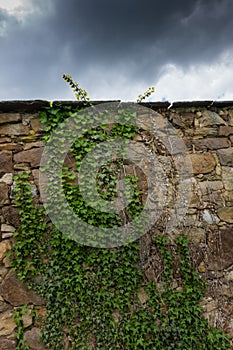 The old ruined stone wall and green ivy