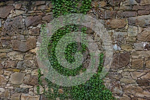 The old ruined stone wall and green ivy