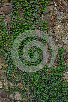 The old ruined stone wall and green ivy