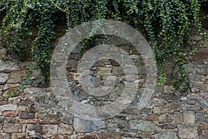 The old ruined stone wall and green ivy