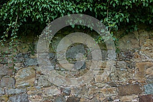 The old ruined stone wall and green ivy