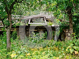 An old ruined wooden house in a green forest