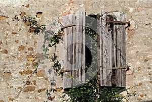 Old ruined  wooden rustic  window shutters of an abandoned house . Creeper plants grow  around it.