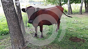 An old rural brown cow with twisted horns tied with a rope to a tree is grazed in a meadow near the railway