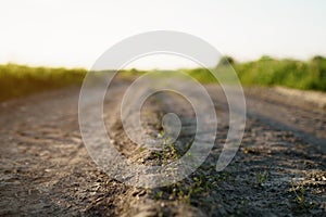 Old rural dust road in sunset light