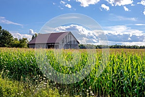 Old Rural Shed in a Field of Corn