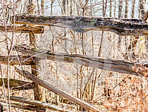 Old rural wood fence among brown branches