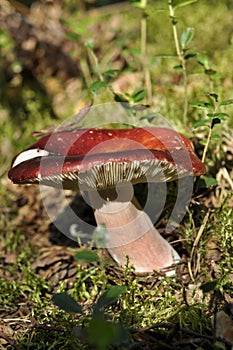 Old Russula