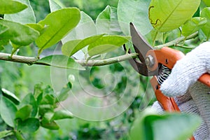 Old and rust Pruning shears on lime tree ,Garden Maintenance