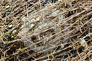 Old rust security barbed wire fence