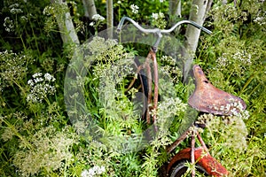 Old rusted bike abandoned in the woods