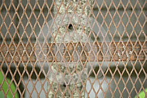 Old rusted iron grates of the bridge walkway photo