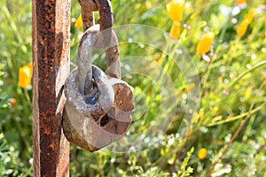 Old rusted lock closeup hanging on rusted post against background of California wildflower meadow field, orange yelow poppies