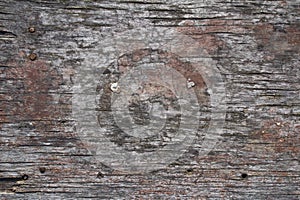 Old rustic gray wood surface background
