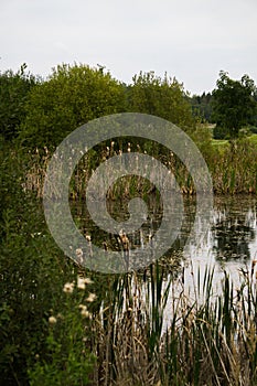 Old rustic pond with reeds and water lilies.