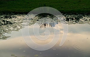 Old rustic pond with reeds and water lilies