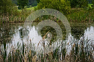 Old rustic pond with reeds and water lilies