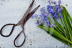 Old rustic scissors and violet hyacinthaceae