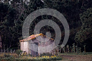 Old rustic shack or barn in a clearing of a forest of tall pine trees