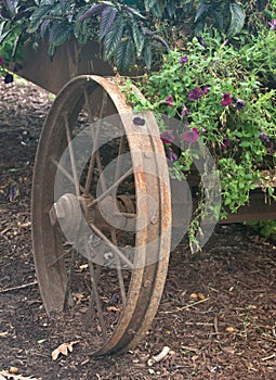 Old rustic vintage wheel and flowers