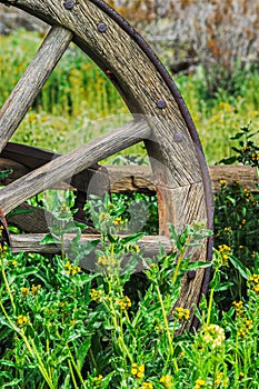 Old rustic Wagon wheel in rural field of yellow flowers