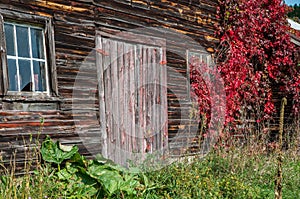 Old rustic weathered barn with red vines growing up it